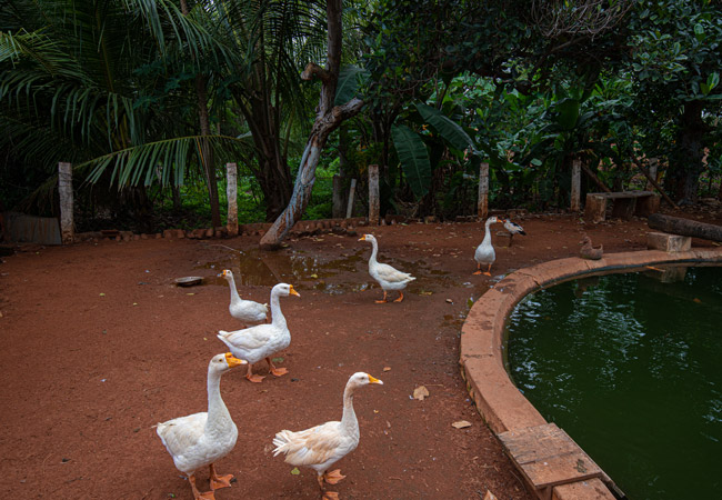 croft resort farmstay hotel tuticorin geese